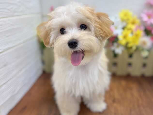 兵庫県のハーフ犬・ミックス犬 (ワンキャラット アミーゴ姫路飾磨店/2026年1月19日生まれ/女の子/オレンジフォーン)の子犬の3枚目の画像