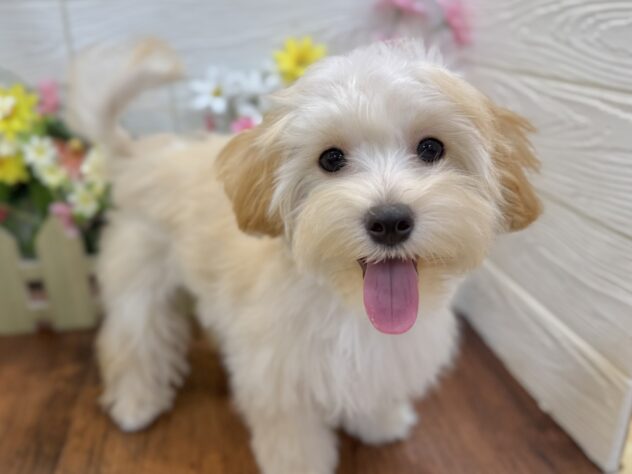 兵庫県のハーフ犬・ミックス犬 (ワンキャラット アミーゴ姫路飾磨店/2026年1月19日生まれ/女の子/オレンジフォーン)の子犬の2枚目の画像