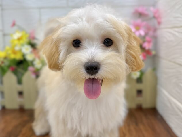 兵庫県のハーフ犬・ミックス犬 (ワンキャラット アミーゴ姫路飾磨店/2026年1月19日生まれ/女の子/オレンジフォーン)の子犬の1枚目の画像