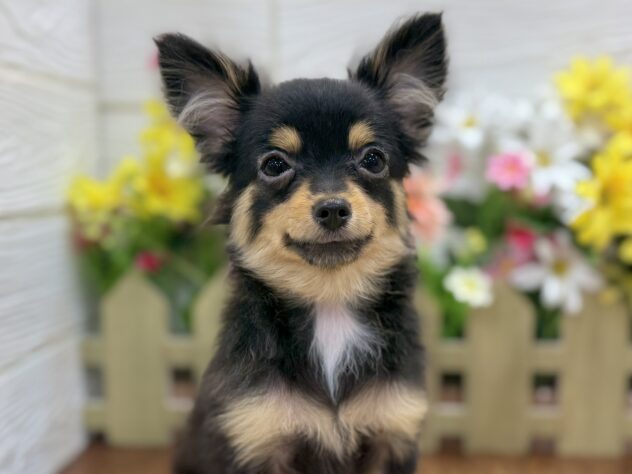 兵庫県のハーフ犬・ミックス犬 (ワンキャラット アミーゴ姫路飾磨店/2025年12月23日生まれ/女の子/ブラックタン)の子犬の1枚目の画像