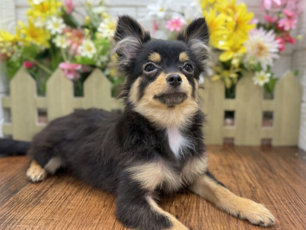 兵庫県のハーフ犬・ミックス犬 (ワンキャラット アミーゴ姫路飾磨店/2025年12月23日生まれ/女の子/ブラックタン)の子犬の3枚目の画像