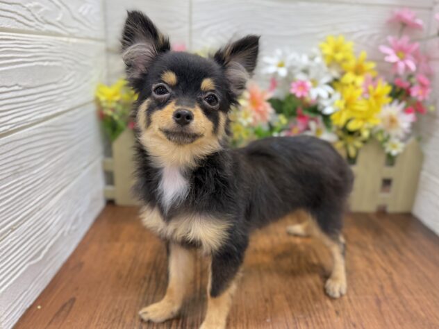 兵庫県のハーフ犬・ミックス犬 (ワンキャラット アミーゴ姫路飾磨店/2025年12月23日生まれ/女の子/ブラックタン)の子犬の2枚目の画像