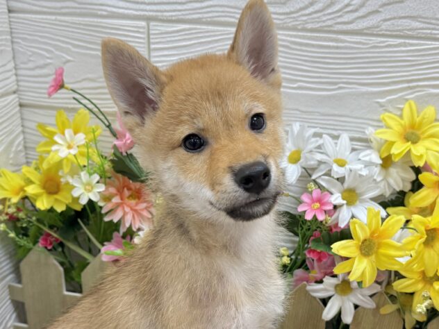 兵庫県の柴犬(標準サイズ) (ワンキャラット アミーゴ姫路飾磨店/2026年2月21日生まれ/男の子/赤)の子犬の1枚目の画像