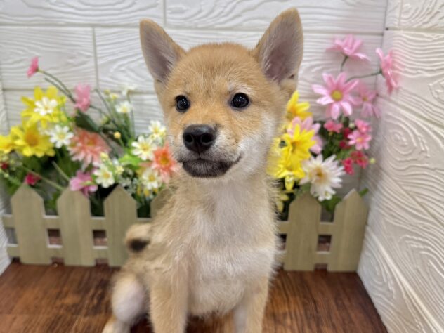 兵庫県の柴犬(標準サイズ) (ワンキャラット アミーゴ姫路飾磨店/2026年2月21日生まれ/男の子/赤)の子犬の2枚目の画像