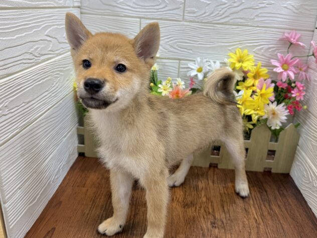 兵庫県の柴犬(標準サイズ) (ワンキャラット アミーゴ姫路飾磨店/2026年2月21日生まれ/男の子/赤)の子犬の3枚目の画像