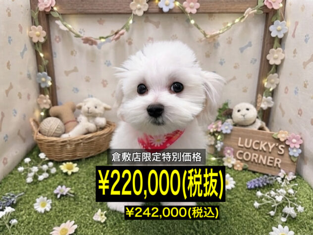 岡山県のマルチーズ (アミーゴ倉敷店/2026年5月4日生まれ/女の子/ホワイト)の子犬