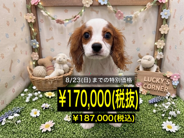 岡山県のキャバリアキングチャールズスパニエル (アミーゴ倉敷店/2026年5月4日生まれ/男の子/ブレンハイム)の子犬