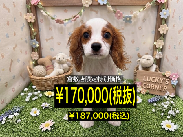 岡山県のキャバリアキングチャールズスパニエル (アミーゴ倉敷店/2026年5月4日生まれ/男の子/ブレンハイム)の子犬