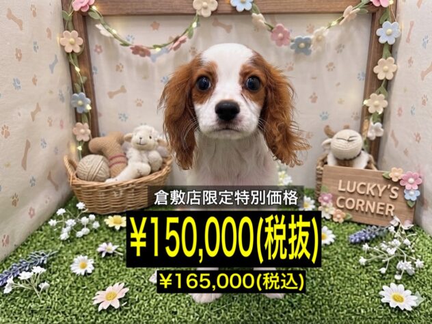 岡山県のキャバリアキングチャールズスパニエル (アミーゴ倉敷店/2026年5月4日生まれ/男の子/ブレンハイム)の子犬