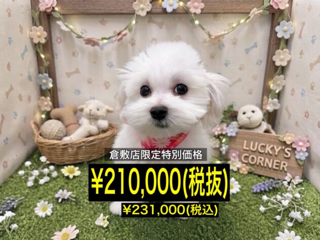 岡山県のマルチーズ (アミーゴ倉敷店/2026年5月4日生まれ/女の子/ホワイト)の子犬