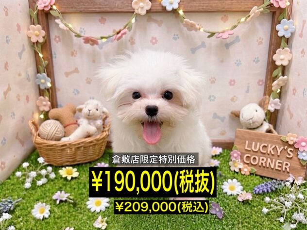 岡山県のマルチーズ (アミーゴ倉敷店/2026年4月5日生まれ/女の子/ホワイト)の子犬