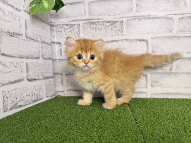 岡山県のマンチカン (アミーゴ妹尾店/2026年4月16日生まれ/女の子/レッドタビー)の子猫の2枚目の画像