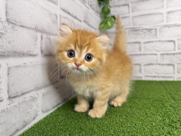 岡山県のマンチカン (アミーゴ妹尾店/2026年4月16日生まれ/女の子/レッドタビー)の子猫の1枚目の画像