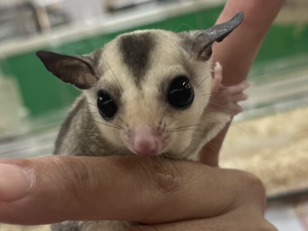 フクロモモンガ