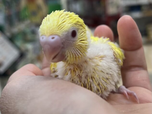 セキセイインコ | ペットワールド アミーゴ
