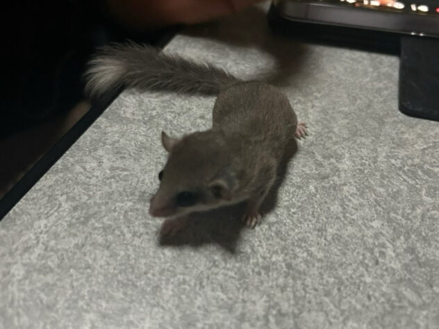 ミルキー君