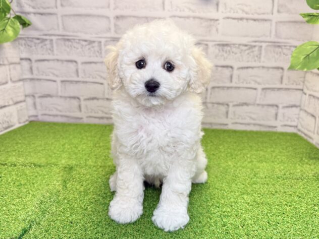 岡山県のハーフ犬・ミックス犬 (アミーゴ妹尾店/2026年4月21日生まれ/男の子/ホワイト)の子犬の1枚目の画像