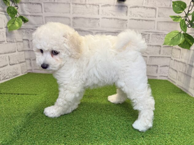 岡山県のハーフ犬・ミックス犬 (アミーゴ妹尾店/2026年4月21日生まれ/男の子/ホワイト)の子犬の2枚目の画像