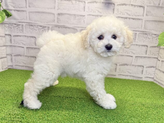 岡山県のハーフ犬・ミックス犬 (アミーゴ妹尾店/2026年4月21日生まれ/男の子/ホワイト)の子犬の3枚目の画像