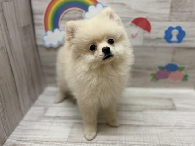 岩手県のポメラニアン (アミーゴ一関店/2026年3月12日生まれ/女の子/クリーム)の子犬