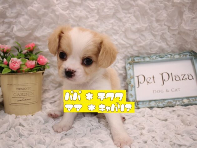 兵庫県のキャバチワ/チワキャバ(キャバリア×チワワ) (ペット・プラザ アミーゴ尼崎昭和通店/2026年4月5日生まれ/女の子/ホワイトクリーム)の子犬