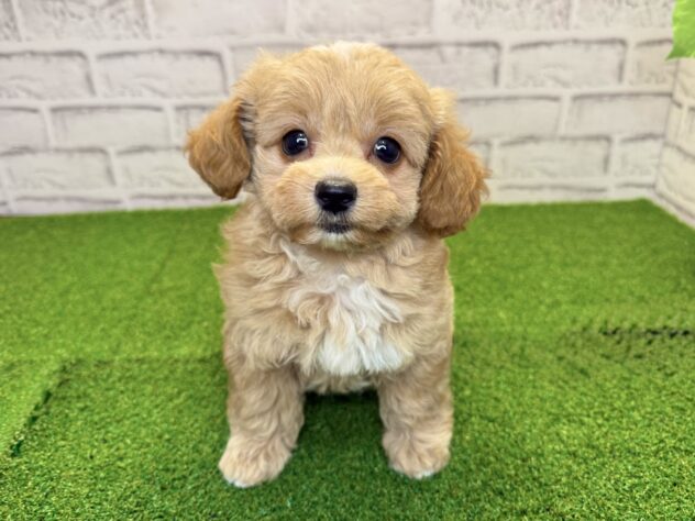 岡山県のハーフ犬・ミックス犬 (アミーゴ妹尾店/2026年4月30日生まれ/女の子/クリーム)の子犬の1枚目の画像