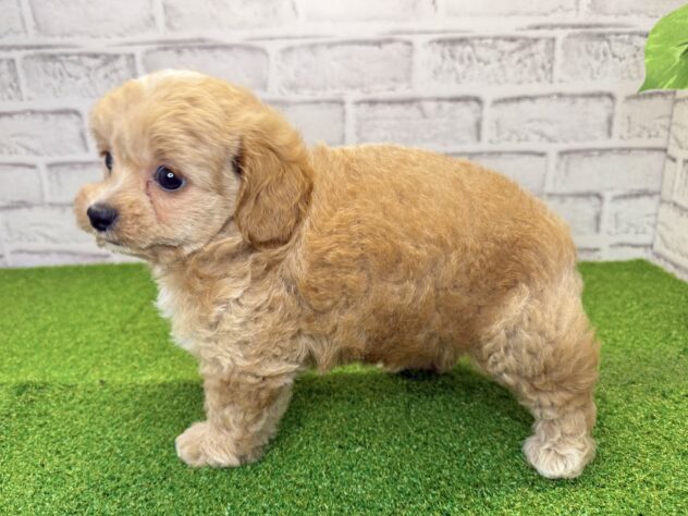 岡山県のハーフ犬・ミックス犬 (アミーゴ妹尾店/2026年4月30日生まれ/女の子/クリーム)の子犬の2枚目の画像