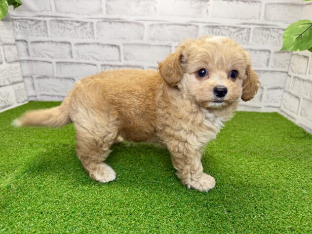 岡山県のハーフ犬・ミックス犬 (アミーゴ妹尾店/2026年4月30日生まれ/女の子/クリーム)の子犬の3枚目の画像