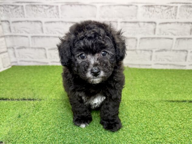 岡山県のハーフ犬・ミックス犬 (アミーゴ妹尾店/2026年4月30日生まれ/女の子/グレー)の子犬の1枚目の画像