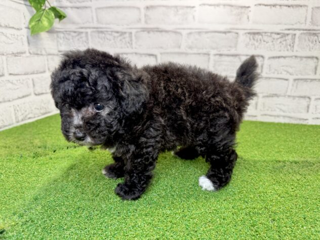 岡山県のハーフ犬・ミックス犬 (アミーゴ妹尾店/2026年4月30日生まれ/女の子/グレー)の子犬の3枚目の画像
