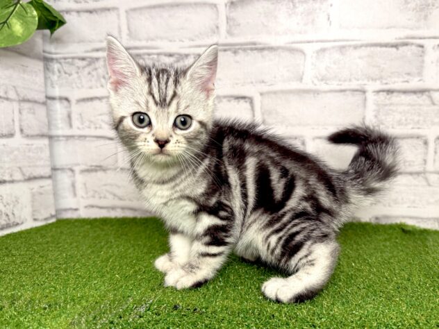 岡山県のアメリカンショートヘアー (アミーゴ妹尾店/2026年4月27日生まれ/男の子/シルバータビー)の子猫の1枚目の画像