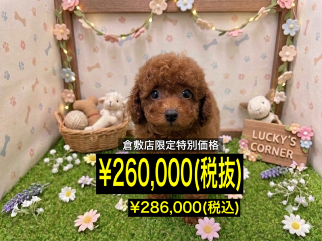 岡山県のトイプードル(トイ) (アミーゴ倉敷店/2026年4月12日生まれ/女の子/レッドフォーン)の子犬