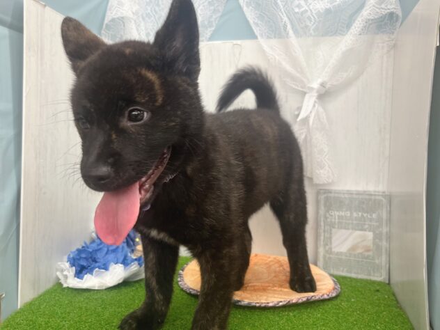香川県の甲斐犬 (ワンキャラット アミーゴ高松店/2026年2月21日生まれ/男の子/黒虎)の子犬の3枚目の画像