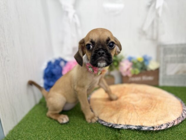 香川県のハーフ犬・ミックス犬 (ワンキャラット アミーゴ高松店/2026年3月18日生まれ/女の子/レッド)の子犬の2枚目の画像