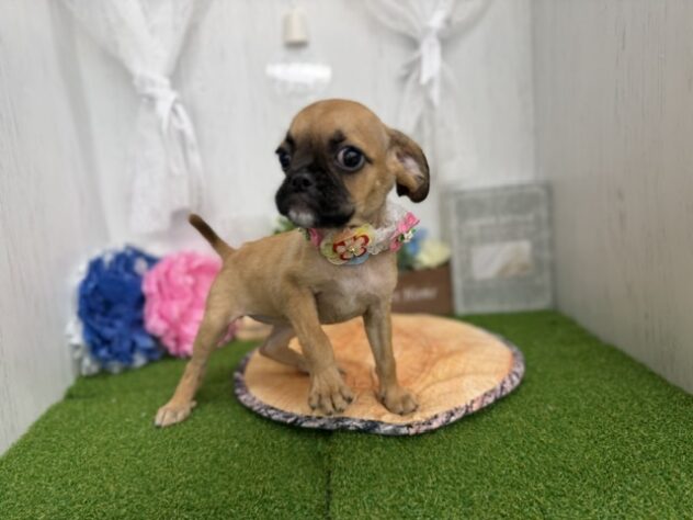 香川県のハーフ犬・ミックス犬 (ワンキャラット アミーゴ高松店/2026年3月18日生まれ/女の子/レッド)の子犬の3枚目の画像