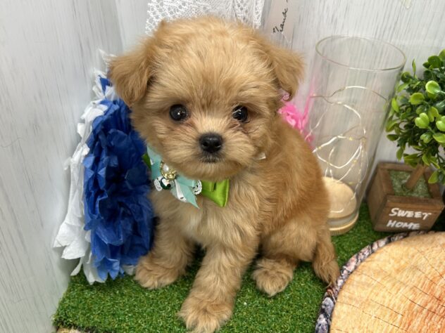 香川県のハーフ犬・ミックス犬 (ワンキャラット アミーゴ高松店/2026年4月10日生まれ/女の子/クリーム)の子犬の3枚目の画像