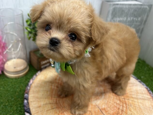 香川県のハーフ犬・ミックス犬 (ワンキャラット アミーゴ高松店/2026年4月10日生まれ/女の子/クリーム)の子犬の2枚目の画像