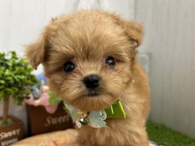 香川県のハーフ犬・ミックス犬 (ワンキャラット アミーゴ高松店/2026年4月10日生まれ/女の子/クリーム)の子犬の1枚目の画像