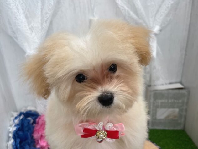 香川県のハーフ犬・ミックス犬 (ワンキャラット アミーゴ高松店/2026年3月1日生まれ/女の子/クリーム)の子犬の1枚目の画像