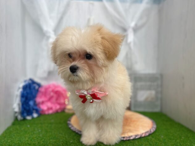 香川県のハーフ犬・ミックス犬 (ワンキャラット アミーゴ高松店/2026年3月1日生まれ/女の子/クリーム)の子犬の2枚目の画像