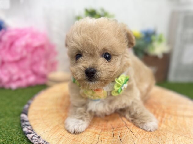 香川県のハーフ犬・ミックス犬 (ワンキャラット アミーゴ高松店/2026年4月30日生まれ/男の子/アプリコット)の子犬の2枚目の画像