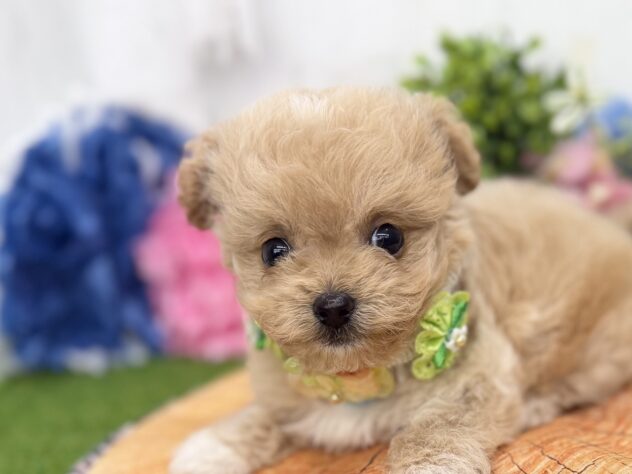 香川県のハーフ犬・ミックス犬 (ワンキャラット アミーゴ高松店/2026年4月30日生まれ/男の子/アプリコット)の子犬の1枚目の画像