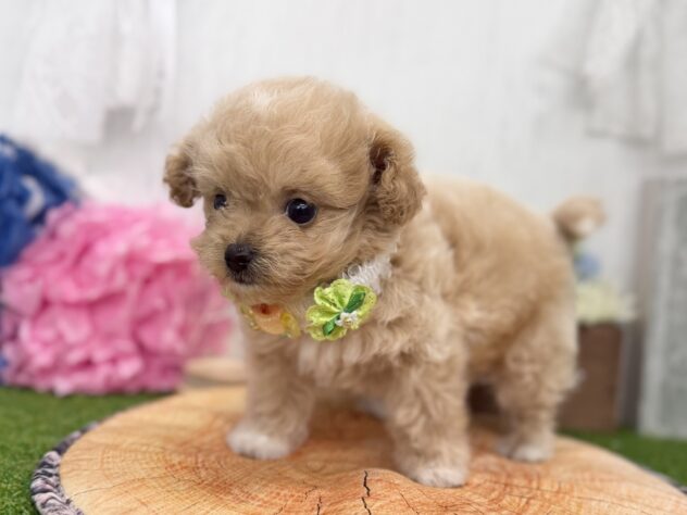 香川県のハーフ犬・ミックス犬 (ワンキャラット アミーゴ高松店/2026年4月30日生まれ/男の子/アプリコット)の子犬の3枚目の画像