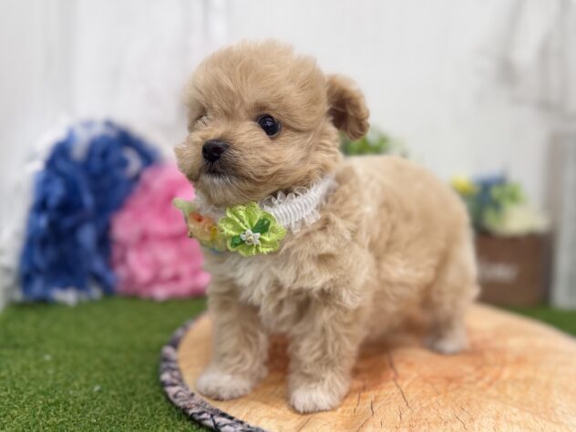 香川県のハーフ犬・ミックス犬 (ワンキャラット アミーゴ高松店/2026年4月30日生まれ/男の子/アプリコット)の子犬の4枚目の画像