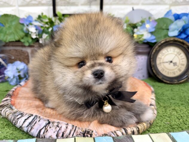 兵庫県のポメラニアン (ワンキャラット アミーゴ姫路花田店/2026年4月8日生まれ/男の子/オレンジセーブル)の子犬の4枚目の画像