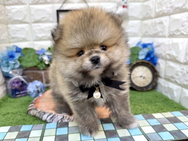 兵庫県のポメラニアン (ワンキャラット アミーゴ姫路花田店/2026年4月8日生まれ/男の子/オレンジセーブル)の子犬の3枚目の画像