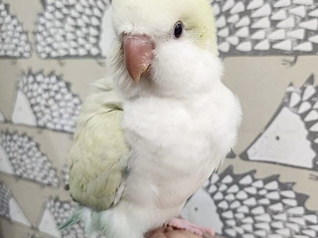 オキナインコ アクアブルーパリッドオパーリン | ペットワールド アミーゴ