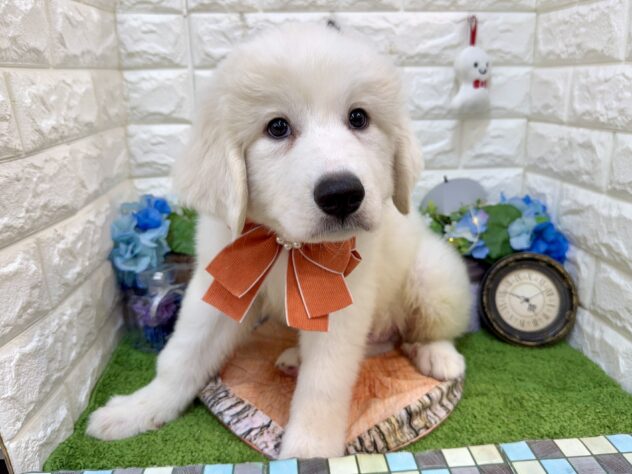 兵庫県のグレートピレニーズ (ワンキャラット アミーゴ姫路花田店/2026年3月11日生まれ/男の子/ホワイト)の子犬の2枚目の画像