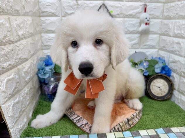 兵庫県のグレートピレニーズ (ワンキャラット アミーゴ姫路花田店/2026年3月11日生まれ/男の子/ホワイト)の子犬の1枚目の画像