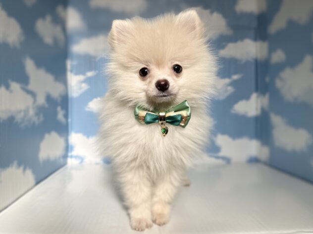 山形県のポメラニアン (アミーゴ山形北店/2026年2月28日生まれ/男の子/クリーム)の子犬の1枚目の画像